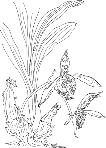 Catasetum Saccatum Or The Sack Shaped Catasetum Orchid Coloring Page